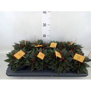 Peperomia caperata 'Rosso'