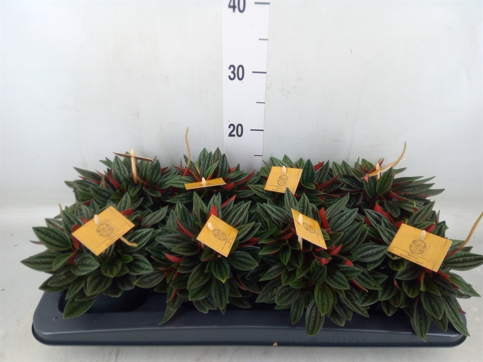 <h4>Peperomia caperata 'Rosso'</h4>