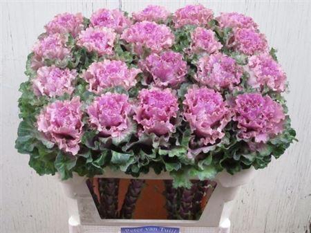 <h4>Brass Empire Boika</h4>