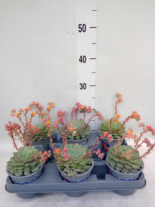 <h4>Echeveria  'Dondo'</h4>