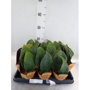 Sansevieria cyl.  ...