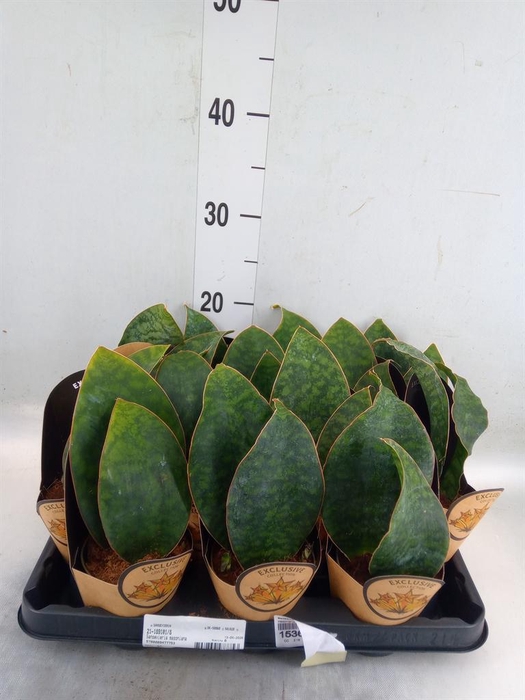 <h4>Sansevieria cyl. ...</h4>