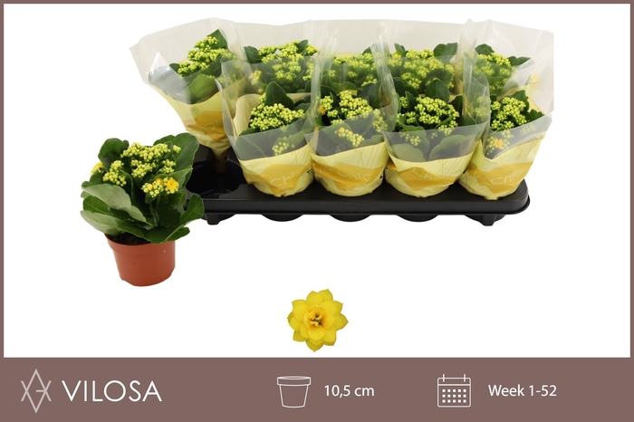 <h4>KAL GE AMARILLO YELL</h4>