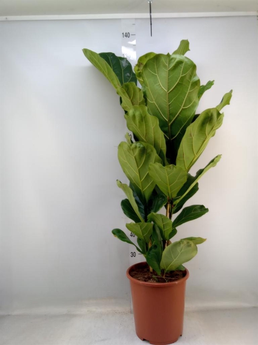 <h4>Ficus lyrata</h4>