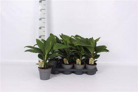 ** Palmata Jungle Drums * Novelty * Spring Deal *