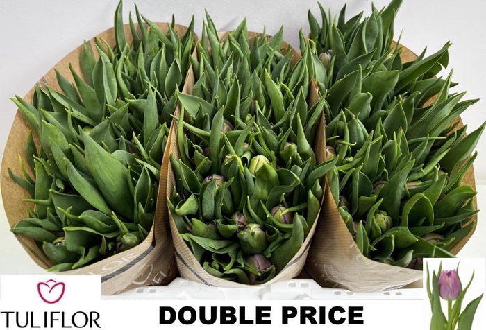 <h4>TU DU DOUBLE PRICE</h4>