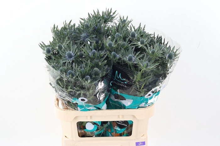 <h4>Eryn Orion Qstar 80cm</h4>