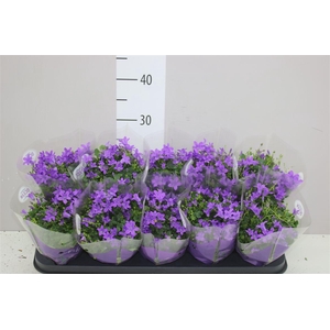 Campanula Port Ocean Blue In Hoes