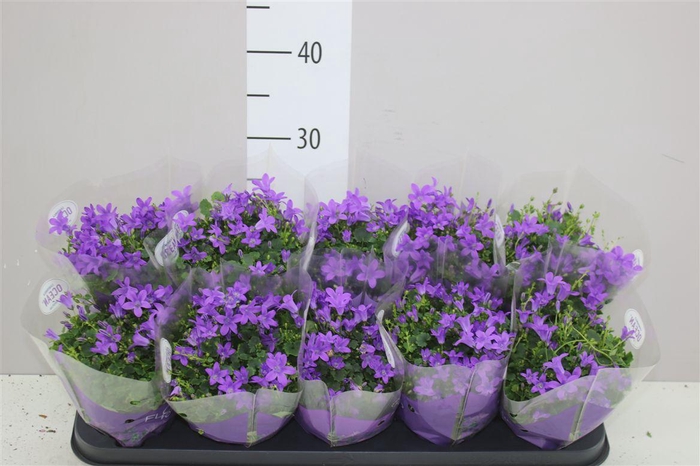 <h4>Campanula Port Ocean Blue In Hoes</h4>