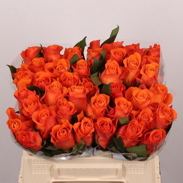 <h4>R GR ORANGE WAVE</h4>