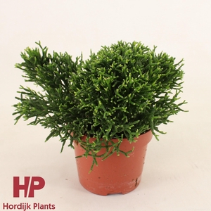 Hatiora 12cm