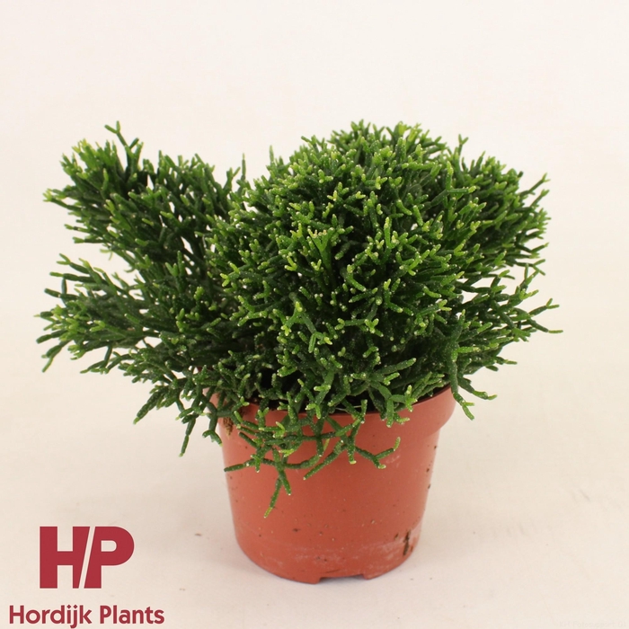 <h4>Hatiora 12cm</h4>