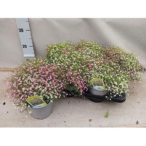 GYPS MURALIS GEM POT