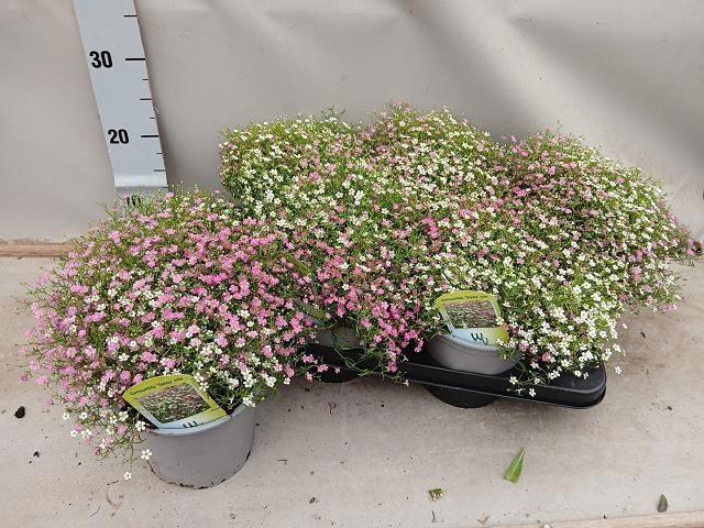 <h4>GYPS MURALIS GEM POT</h4>