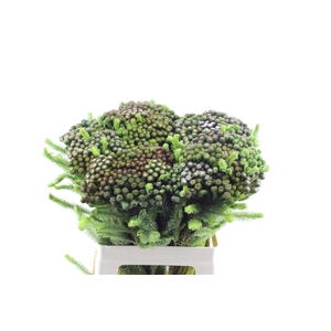 Kaaps Brunia Albiflora Xl