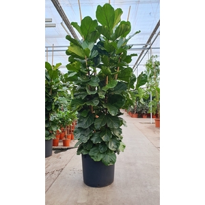 Ficus Lyrata 6pp