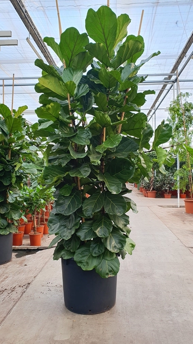 <h4>Ficus Lyrata 6pp</h4>