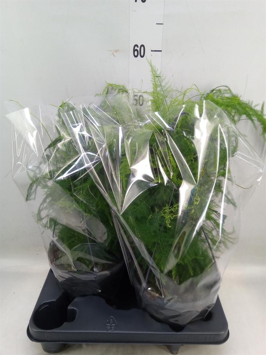 <h4>Asparagus setaceus</h4>