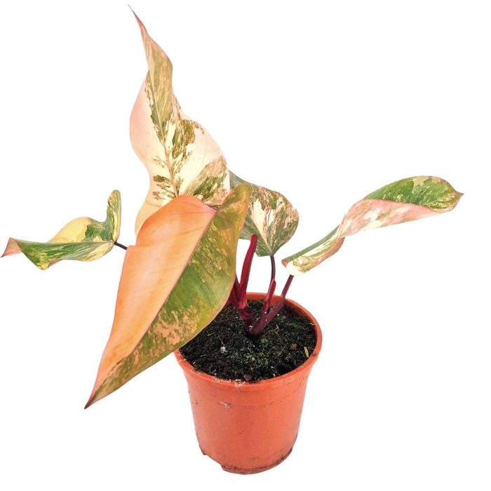 <h4>Philodendron Strawberry Shake</h4>