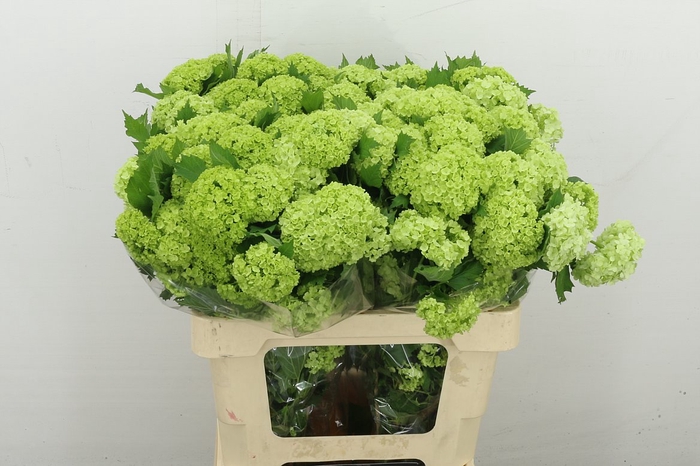 <h4>Viburnum Roseum St 2+</h4>