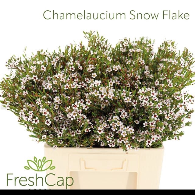 <h4>CHAME UN SNOW FLAKE</h4>