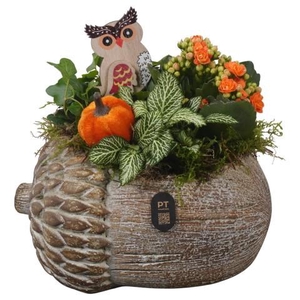 PTHI3272 Arrangement Autumn Indoor in beton pot in noot vorm