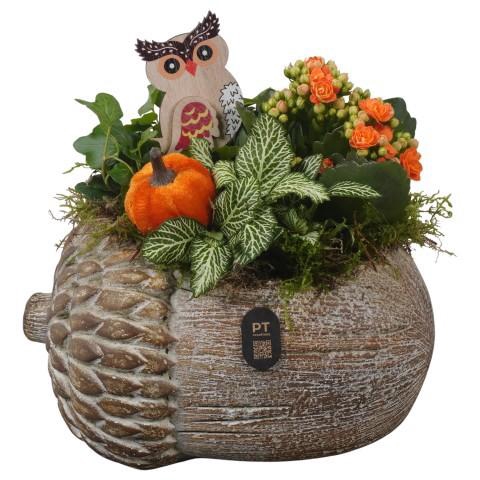 <h4>PTHI3272 Arrangement Autumn Indoor in beton pot in noot vorm</h4>