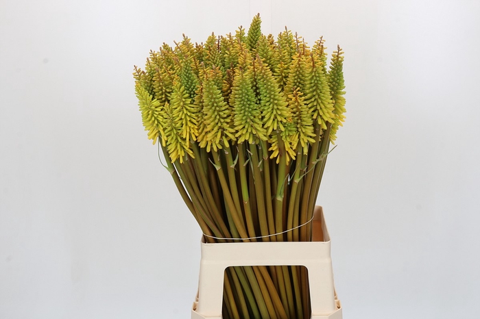 <h4>Kniphofia Eycone Yellow</h4>