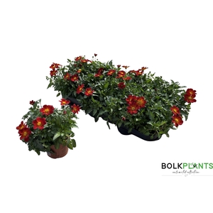 BID BEED PAINTED RED