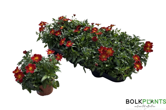 <h4>BID BEED PAINTED RED</h4>