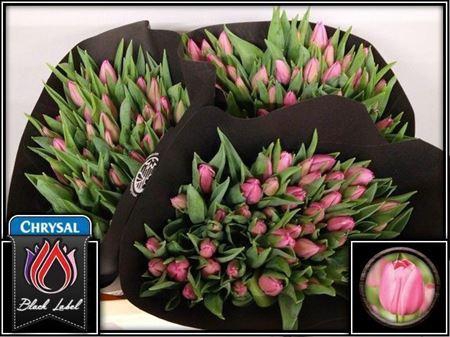 <h4>Tu En Christm Dream</h4>