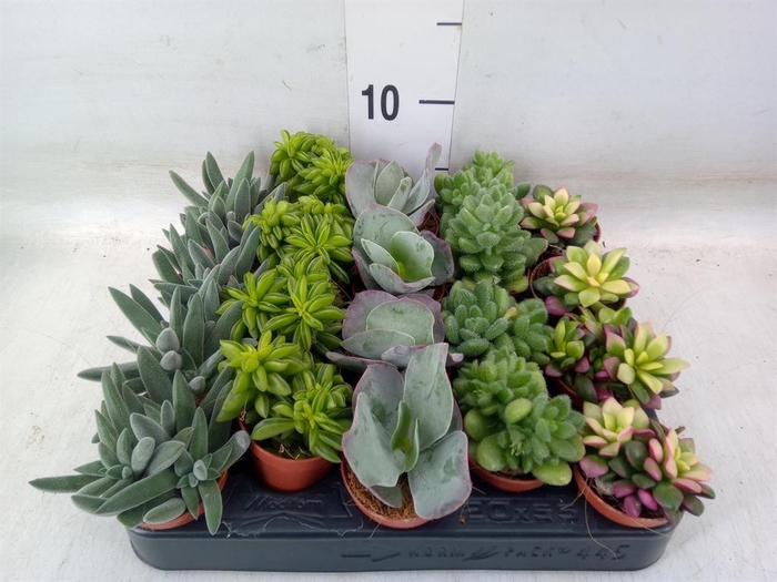 <h4>Succulents   ...</h4>