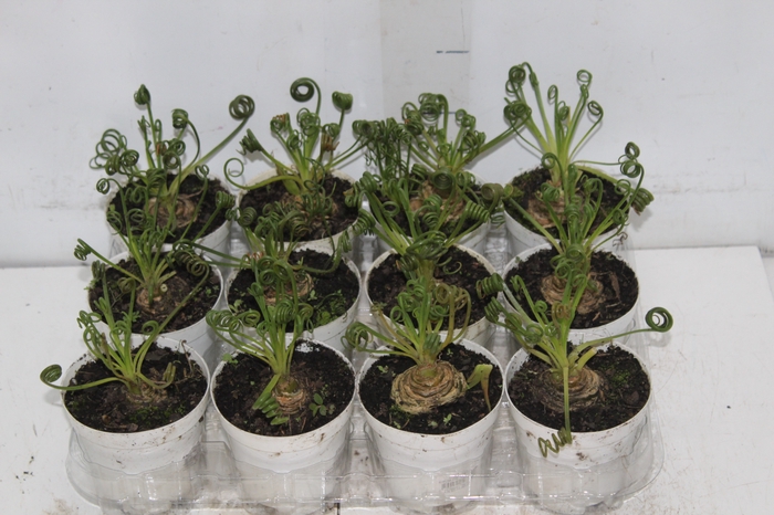 <h4>ALOCASIA REGAL SHIELDS P12</h4>