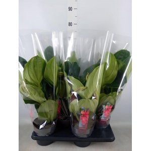 Medinilla magn. 'Flamenco'