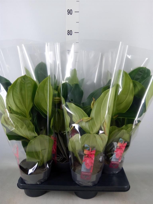 <h4>Medinilla magn. 'Flamenco'</h4>