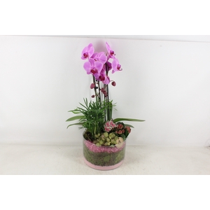 arr2 PL - Glas cilinder phal. roze