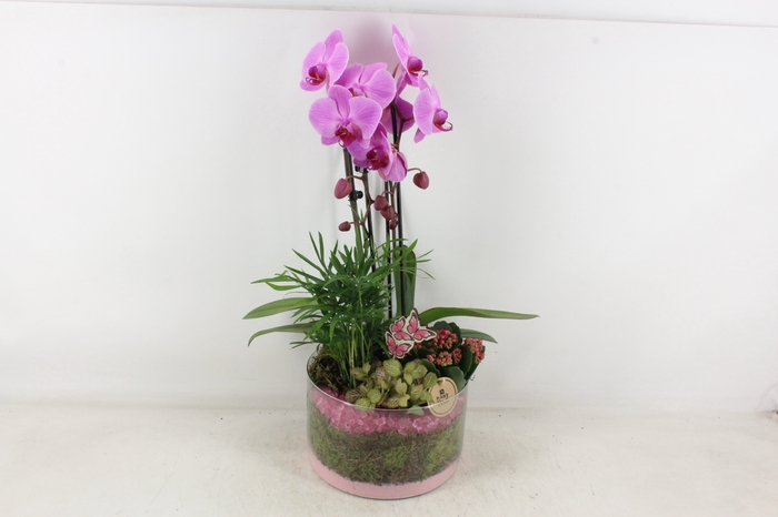 <h4>arr2 PL - Glas cilinder phal. roze</h4>