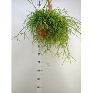 Rhipsalis   ...