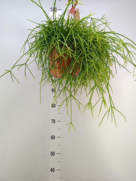 <h4>Rhipsalis ...</h4>