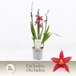 Cambria, Crimson Star 3-spike 'Exclusiva Orchidea'