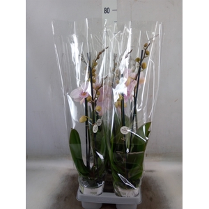 Phalaenopsis  'Manta Ambon'