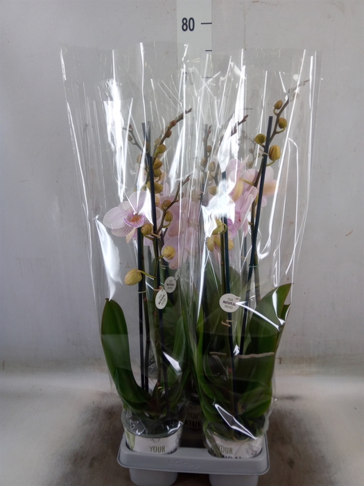 <h4>Phalaenopsis  'Manta Ambon'</h4>