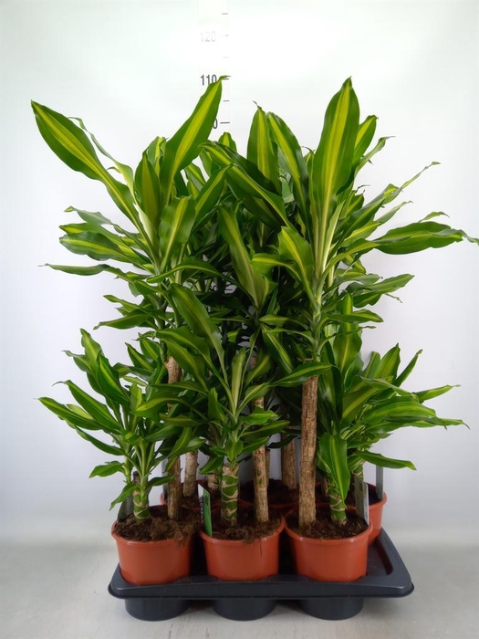 <h4>Dracaena frag. 'Mass Coast'</h4>