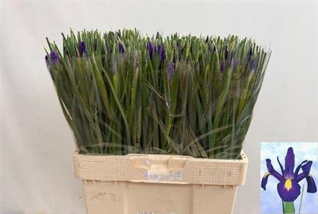 <h4>Iris Blue Magic</h4>