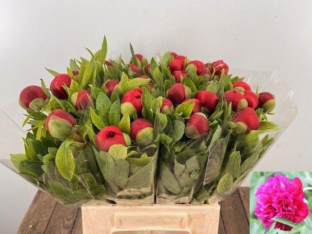 <h4>PAEO OF RUBRA PLENA</h4>