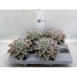 Echeveria   ...