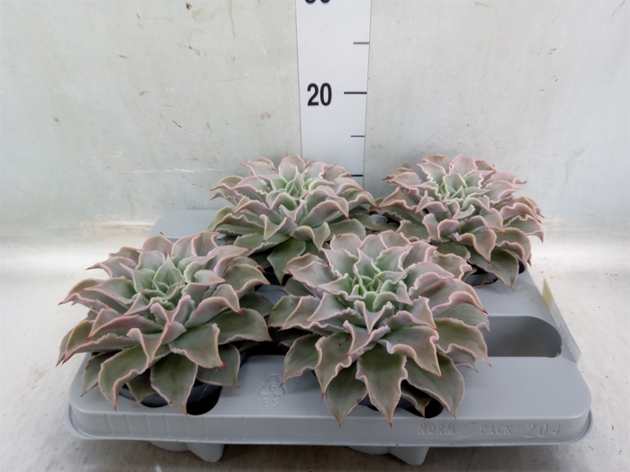 <h4>Echeveria   ...</h4>