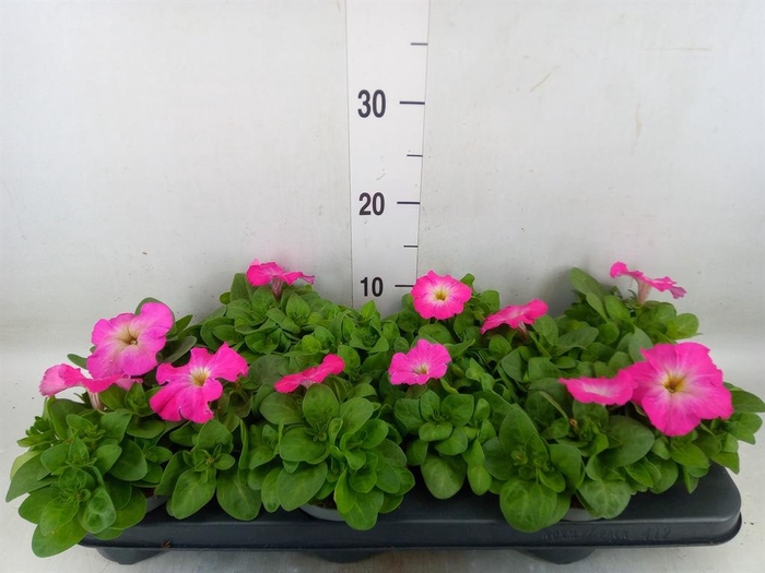 <h4>Petunia   ...</h4>