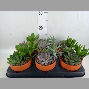 Succulents   ...mix 3