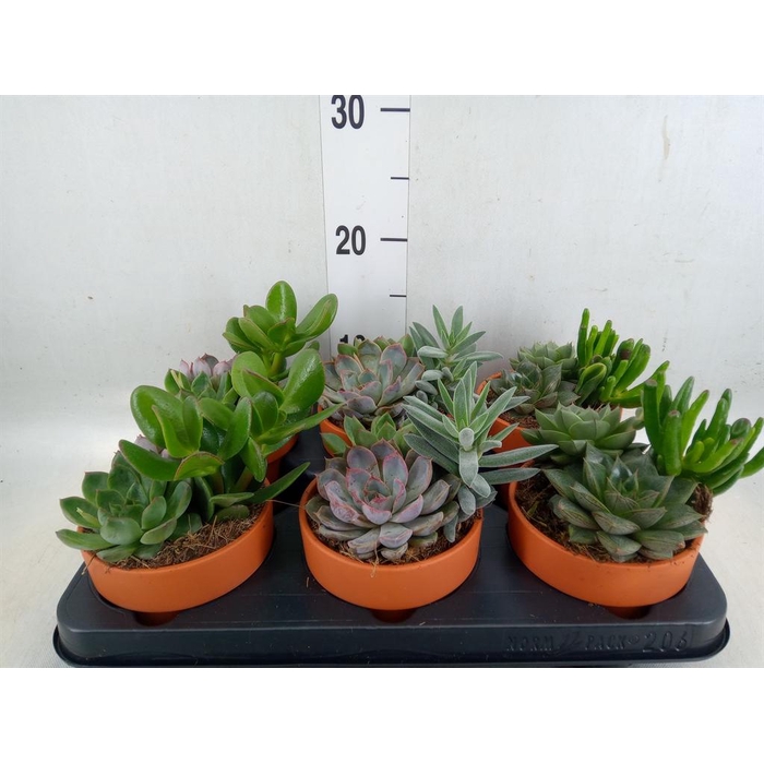 <h4>Succulents   ...mix 3</h4>
